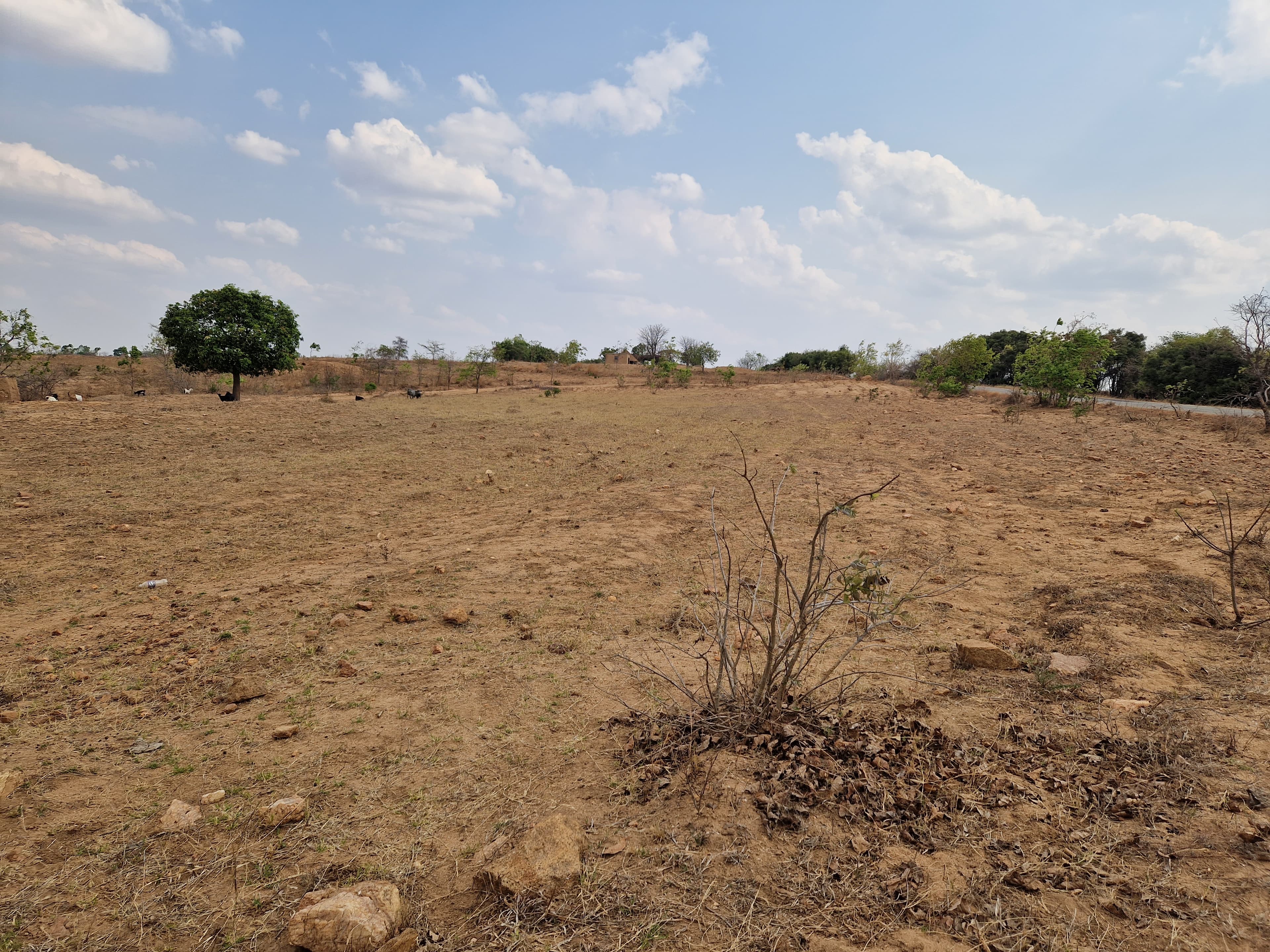 Rangeland Management
